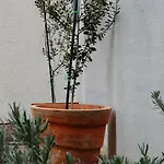 Roguljic *